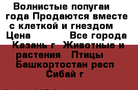 Волнистые попугаи, 2 года.Продаются вместе с клеткой и гнездом. › Цена ­ 2 800 - Все города, Казань г. Животные и растения » Птицы   . Башкортостан респ.,Сибай г.